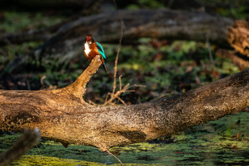 Bird and Wildlife photography 