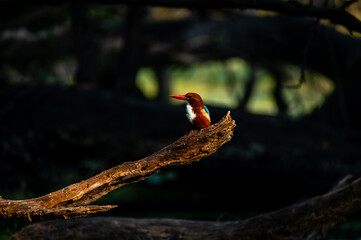 Bird and Wildlife photography 
