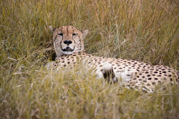 Wild cute cheetah chilling in the grass in Masai Mara National Reserve, Kenya