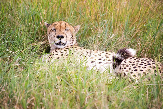 Wild cute cheetah chilling in the grass in Masai Mara National Reserve, Kenya