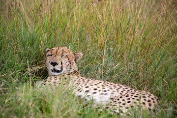 Wild cute cheetah chilling in the grass in Masai Mara National Reserve, Kenya