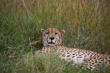 Wild cute cheetah chilling in the grass in Masai Mara National Reserve, Kenya