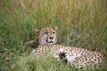 Wild cute cheetah chilling in the grass in Masai Mara National Reserve, Kenya