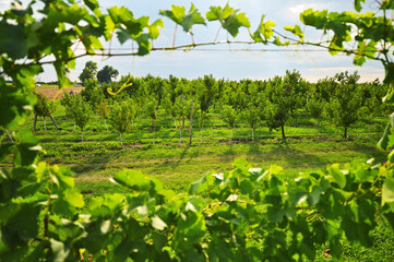 Fototapety na wymiar - Fototapeta24.pl