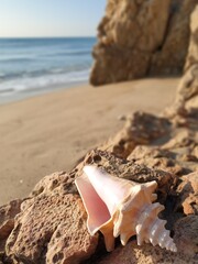 A seashell on the beach with the sea in the background. Photo vertical with  copy space
