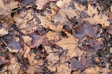Suelo de bosque completamente cubierto de hojas caídas