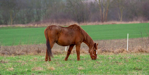 chestnut horse with blur field background	
