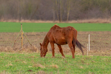 chestnut horse with blur field background	
