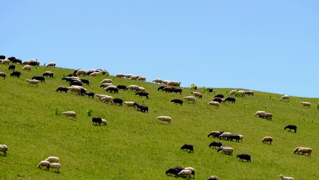 flock of sheep graze on mountain in summer