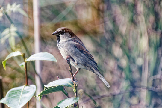Close up of a House Sparrow perched on a tree branch