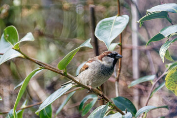 Close up of a House Sparrow perched on a tree branch