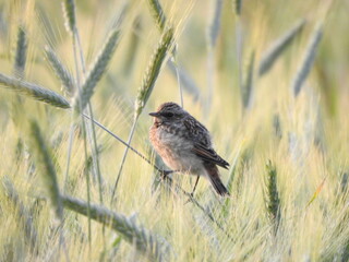pokląskwa © Krzysztof