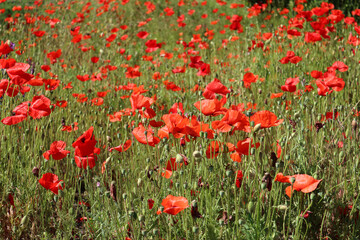 Large field overgrown with red poppies