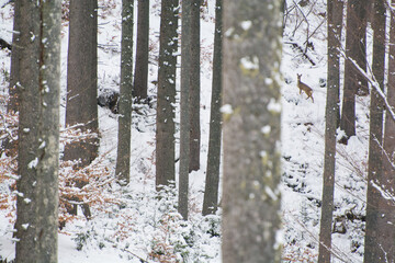 snow in the forest rode deer 