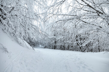 Il bosco innevato in montagna a gennaio