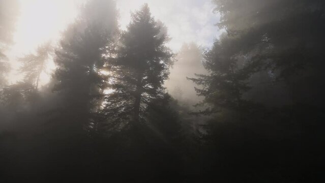Foggy Coastal California Redwood Forest
