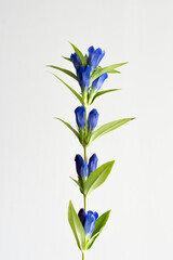 Fototapeta na wymiar Gentian flower with attractive contrast of blue and light green leaves