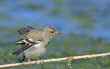 Chaffinch (Fringilla coelebs), Greece