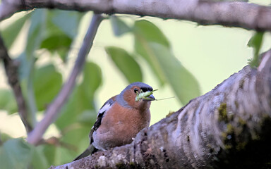 Chaffinch (Fringilla coelebs), Greece