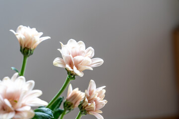Chrysanthemum with beautiful pale pink petals