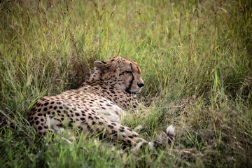Fototapeta na wymiar Wild cute cheetah chilling in the grass in Masai Mara National Reserve, Kenya