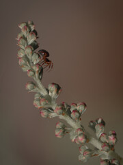 Tiny spider on the flower head of an Astilbe