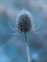 Frosty Teasel flower head in seed