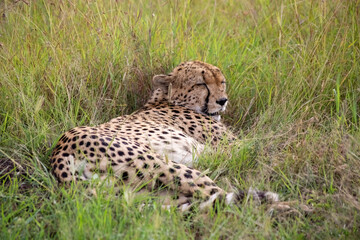 Wild cute cheetah chilling in the grass in Masai Mara National Reserve, Kenya