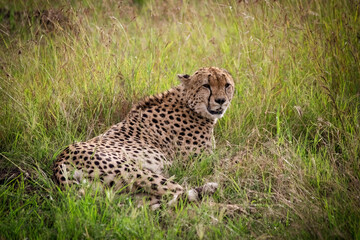 Wild cute cheetah chilling in the grass in Masai Mara National Reserve, Kenya