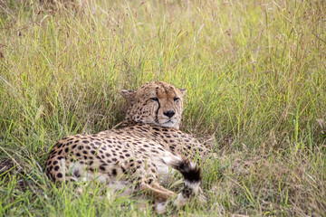 Wild cute cheetah chilling in the grass in Masai Mara National Reserve, Kenya