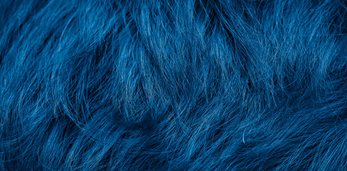 blue  dog fur with visible texture. background