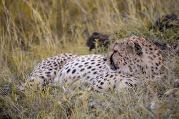 Wild cute cheetah chilling in the grass in Masai Mara National Reserve, Kenya