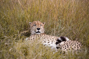 Wild cute cheetah chilling in the grass in Masai Mara National Reserve, Kenya