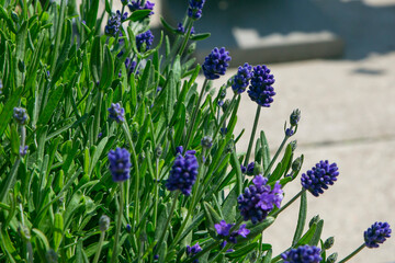 lavender flowers in the garden