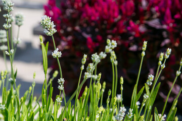 flowers in the grass