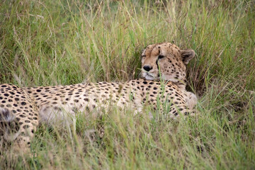 Wild cute cheetah chilling in the grass in Masai Mara National Reserve, Kenya