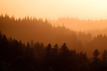 Sparking dawn in a misty forest