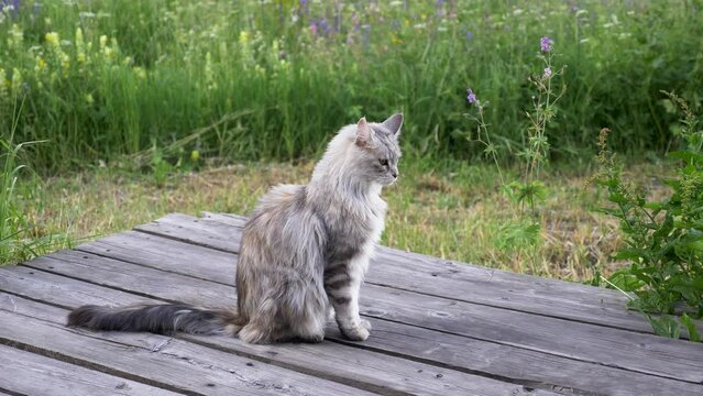 Chat Maine Coon assis sur une terrasse avec un arri&egrave;re plan de fleurs sauvages