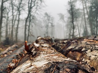 tree stump