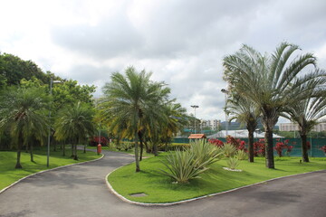 palm trees in the park