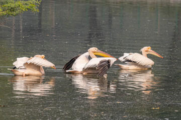 Three pink pelican swimming in a lake