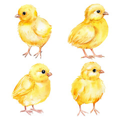 Beautiful chick on an isolated white background. watercolor illustration, cute chicken. Hand drawing © Hanna