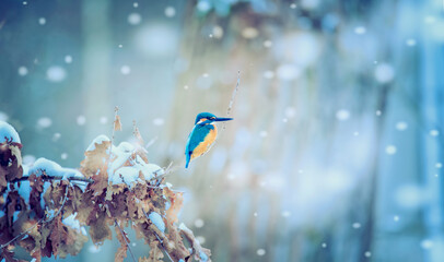very nice winter landscape with one kingfisher