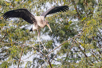 A painted Stork walking on a tree