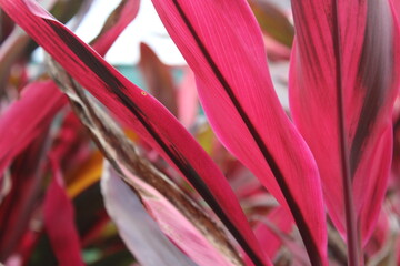 pink and chocolate plant