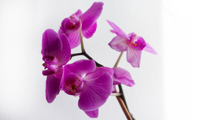 Fototapeta na wymiar Purple orchid flower phalaenopsis, phalaenopsis or falah on a white background. Purple phalaenopsis flowers on the right. known as butterfly orchids. Selective focus. There is a place for your text.