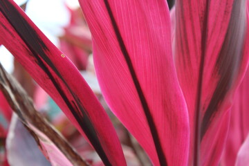close up pink plant