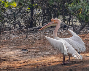 A dancing pink pelican 1