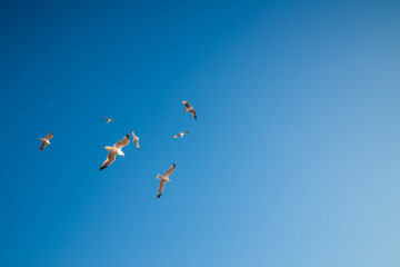 seagulls flying in the blue sky 