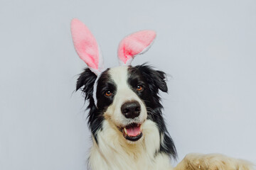Happy Easter concept. Preparation for holiday. Cute funny puppy dog border collie wearing Easter...